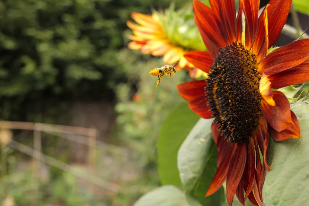 A lone Honey Bee, hovering in front of a large, red sunflower head.